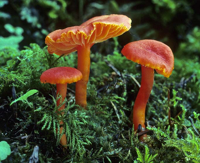 Hygrocybe miniata